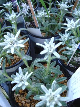 �E�X���L�\�E