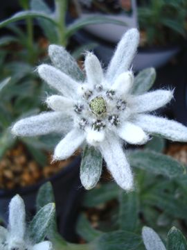 �當�E�X���L�\�E