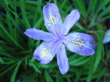 �q���V���K