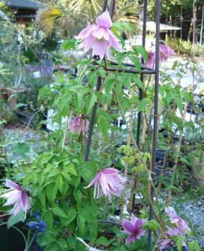 �N���}�`�X�@�A�g���Q�l�n�s���N