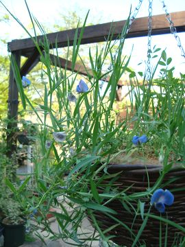 �X�C�[�g�s�[�@�A�Y���E�X �ނ蔫