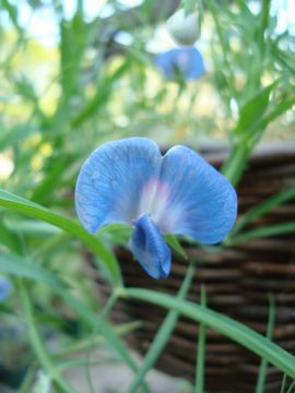 �X�C�[�g�s�[�@�A�Y���E�X