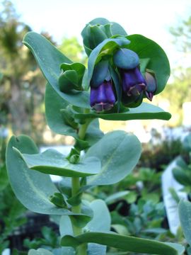 �Z�����Z�@�}���[��