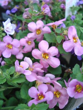 �o�R�p�@�s���N