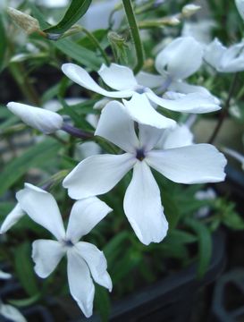 �t���b�N�X�@�f�B�o���K�[�^�z���C�g