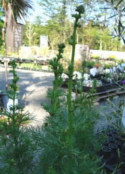 ���N�X�p�[�@�A�[���O���C