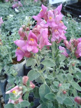 �����L���M���\�E�@�s���N