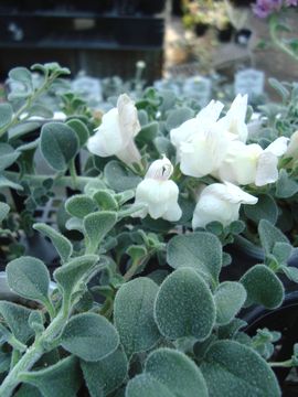 �����L���M���\�E�@��