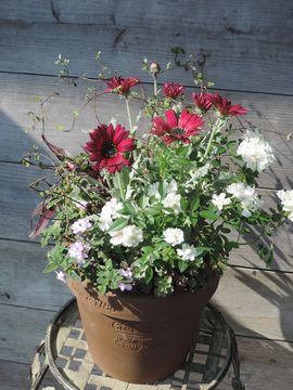 �A�[�N�g�`�X�񂹐A��