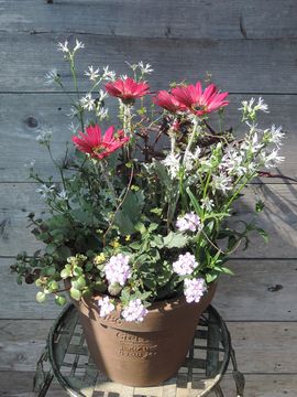 �A�[�N�g�`�X�񂹐A��