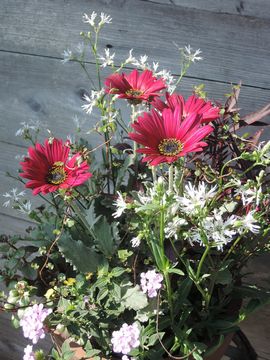 �A�[�N�g�`�X�񂹐A��