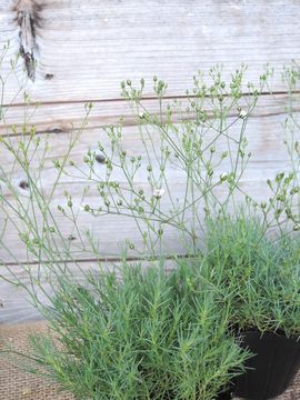 �A���i���A�@���f�{���A�i