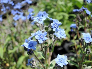 �^�b�Z���u���[