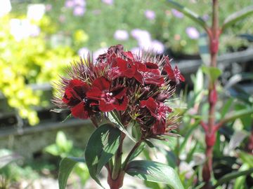 �i�f�V�R�@�u���b�N�x�A�[