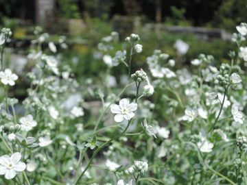 �I���t�@���f�X