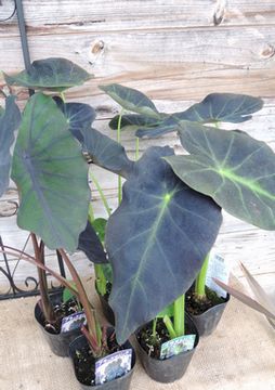 �^���C��