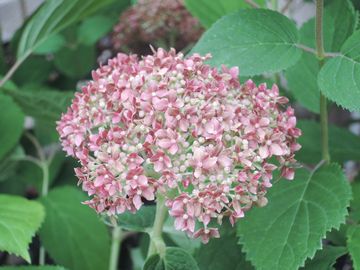 �s���N�A�i�x��