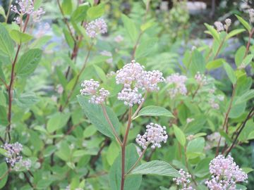 �}���[�T�C����