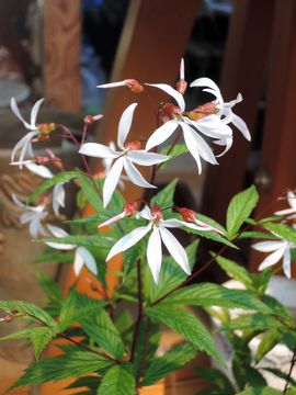 �~�c�o�V���c�P