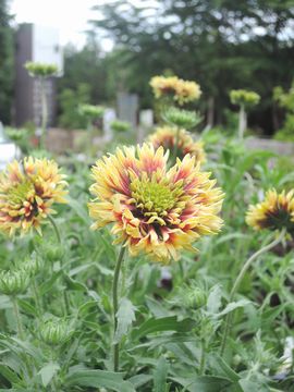 �K�C�����f�B�A