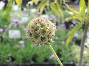 �h�����X�e�B�b�N