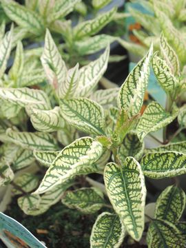 �w���I�v�V�X�@�T���o�[�X�g