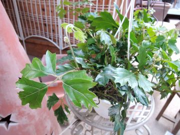 �G�����_�j�J