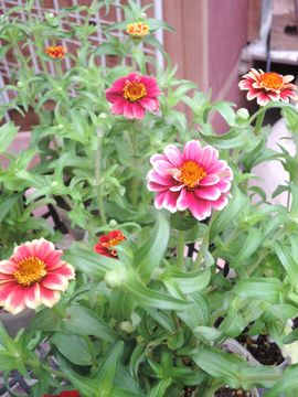 �I�[���h�t�@�b�V����