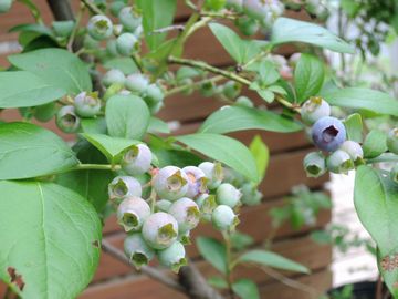 �u���[�x���[