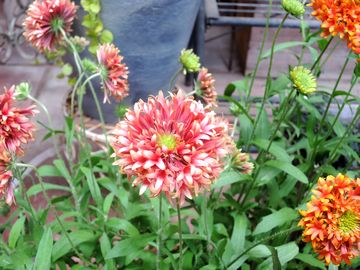 �K�C�����f�B�A