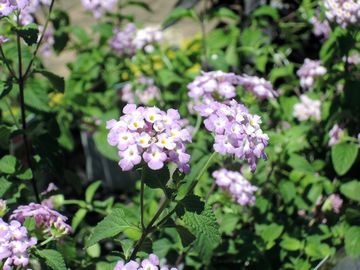 �R�o�m�����^�i