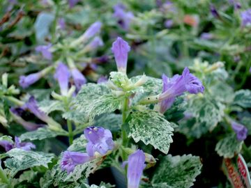 ������J���~���T