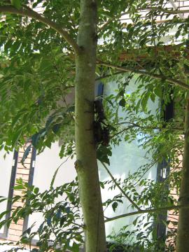 �J�u�g���V