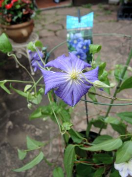 �y�����_�W���[��