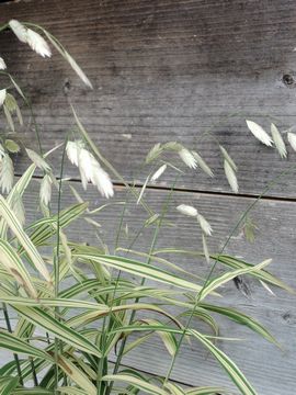 �`���X�}���e�B�E��