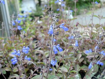 �R�X�~�b�N�u���[