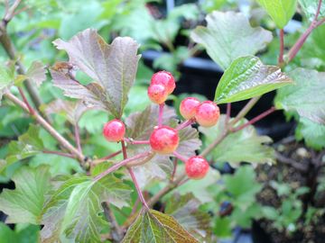 �R���p�N�^