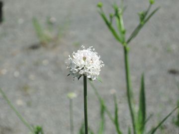 �T�N�V�Z��