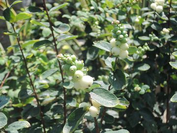 �V���t�H���J���|�X