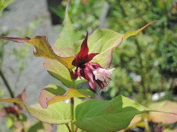 ���C�V�F�X�e���A