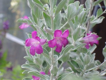 ���E�R�t�B����