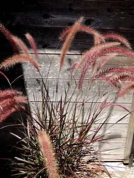 �p�[�v���t�@�E���e���O���X