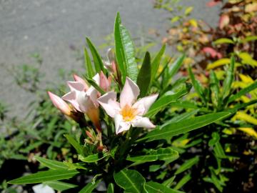 �L���E�`�N�g�E