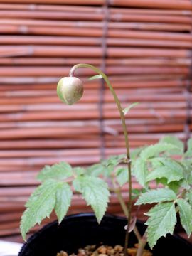 �����Q�V���E�}