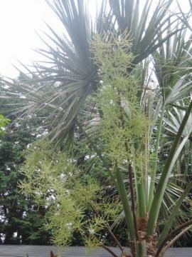 �T�o�����V�@��