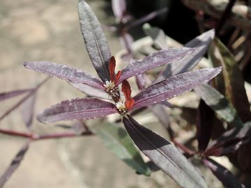 �|���S�m�C�f�X