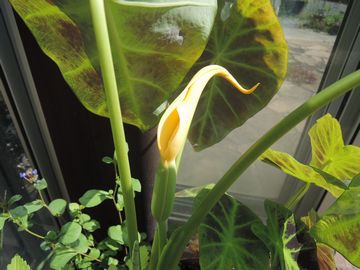 �C���X�g���X