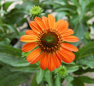 �G�L�i�Z�A�@�V���C���X�s���b�g