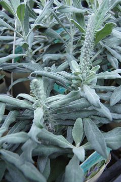 �g�E�e�C����