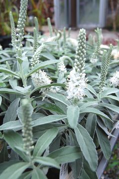 �x���j�J�@�C���J�i�z���C�g